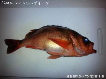 沖メバル