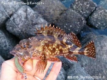 カサゴ