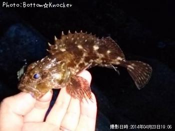 カサゴ