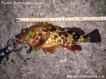 カサゴ