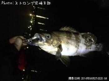 メバル