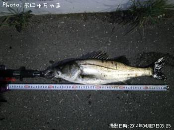 シーバス