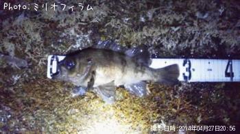 メバル