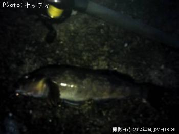 アイナメ