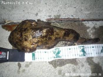 カジカ