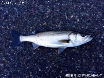 シーバス