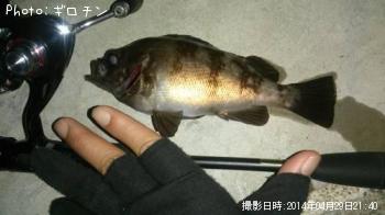 メバル