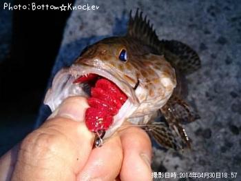 オオモンハタ