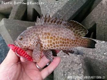 オオモンハタ