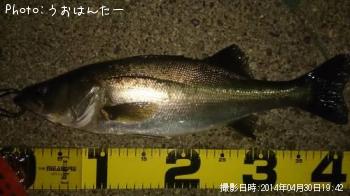 シーバス