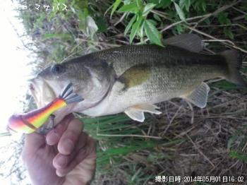 ブラックバス