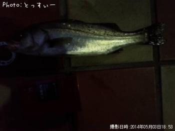 シーバス