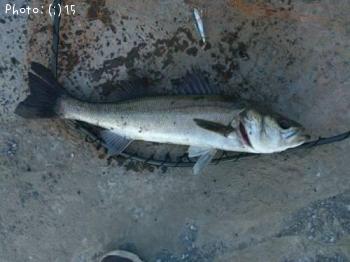 �����Ф�