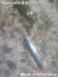 ヒラメ