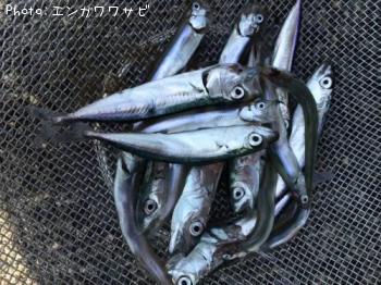 稚アユ＋稚サバ