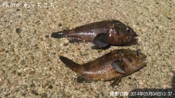 ムラソイ