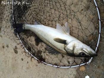 シーバス