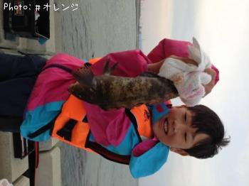 アイナメ
