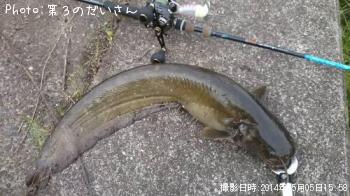ナマズ