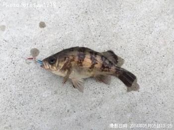 メバル