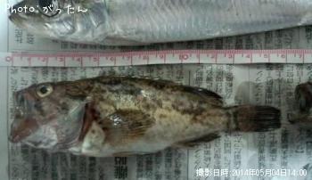 ソイ