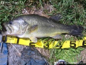 ブラックバス