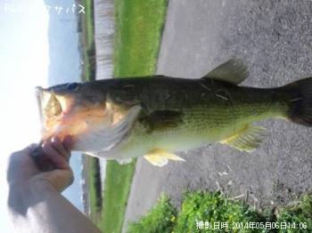 ブラックバス