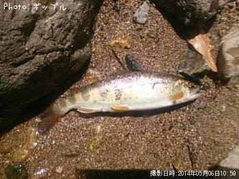 アマゴ