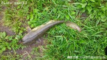ナマズ