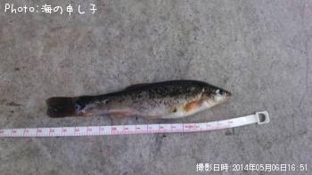 アブラハヤ