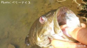 スモールマウスバス
