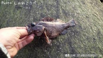 饽