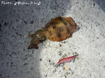 屨±