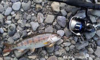 ヤマメ