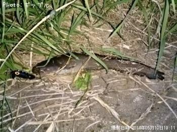 ナマズ
