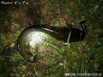 ナマズ