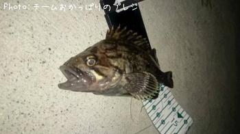 クロソイ