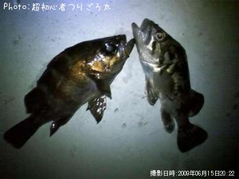 メバル