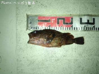カサゴ