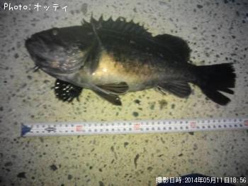 クロソイ
