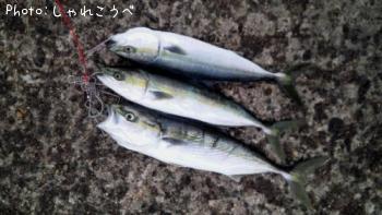 ʥ