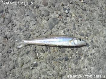 シロギス