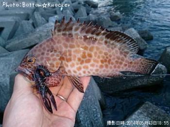 オオモンハタ