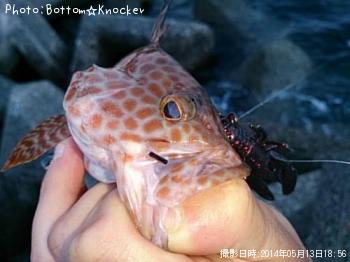 オオモンハタ