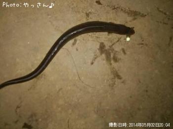 黒アナゴ