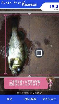 メバル