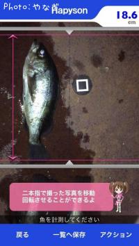 メバル