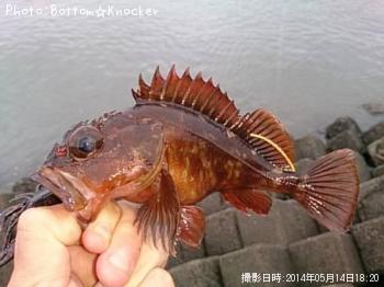 カサゴ