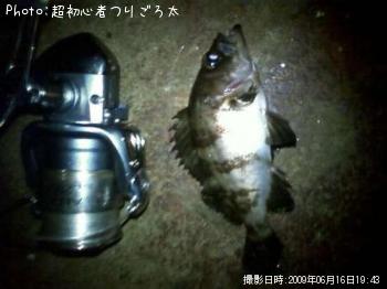 メバル