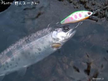 ヤマメ